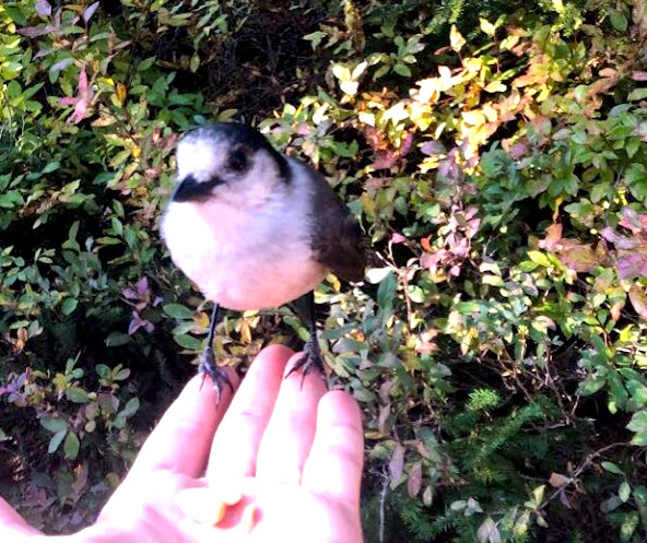 Elfin Lakes Whiskey Jack