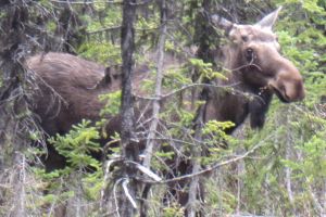 moose encounter