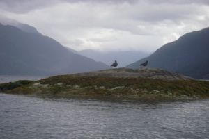bird watching oyster catcher
