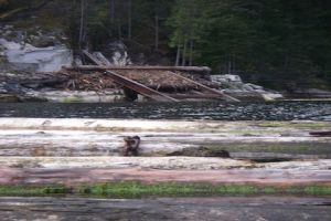 learning about the forest industry