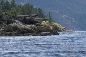visiting with the seals